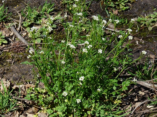 {Cardamine hirsuta}